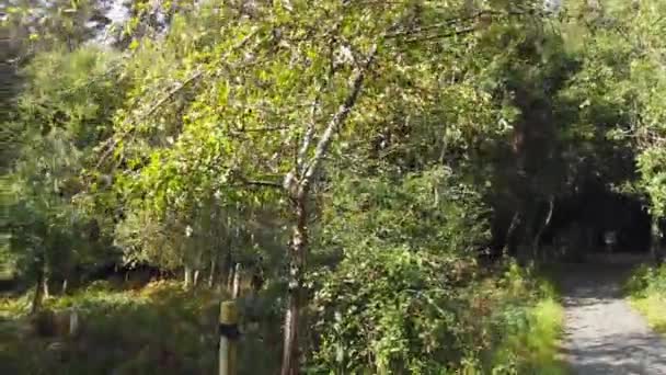 Hawthorn Tree Sign Explaining Irish English Including Translation — Stock Video