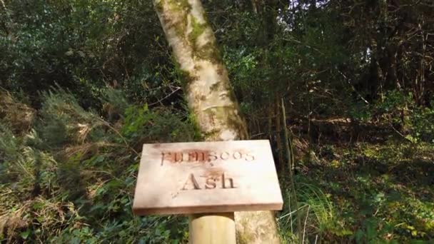 Δέντρο Και Υπογράψει Εξηγώντας Στα Ιρλανδικά Και Αγγλικά Συμπεριλαμβανομένης Της — Αρχείο Βίντεο