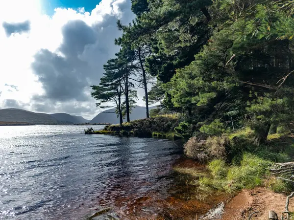 Scots Pine Trees Lough Veagh County Donegal Ireland — Stock Photo, Image