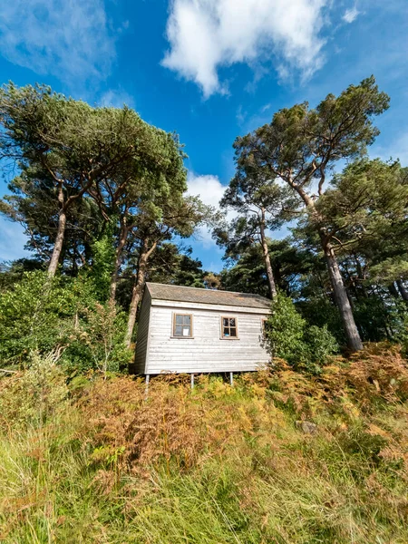 Cabana Madeira Sob Pinheiros Escoceses Condado Donegal Irlanda — Fotografia de Stock
