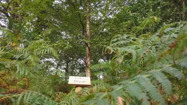 Birch Tree Sign Explaining Irish English Including Translation — Stock Video