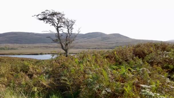 アイルランド ドニゴール州グレンヴァーグ国立公園のローンツリー — ストック動画