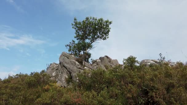 爱尔兰Donegal县Glenveagh国家公园的一棵孤树 — 图库视频影像