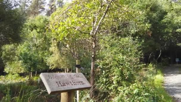 Hawthorn Árvore Sinal Explicando Irlandês Inglês Incluindo Tradução — Vídeo de Stock