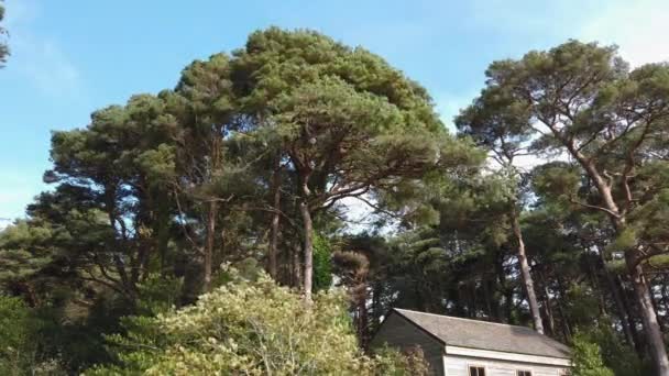 Cabaña Madera Bajo Los Pinos Escoceses Condado Donegal Irlanda — Vídeos de Stock