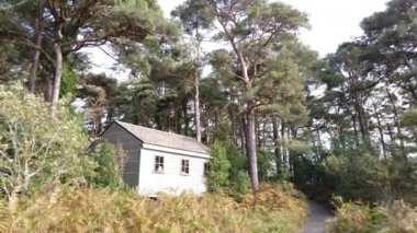 İrlanda 'nın Donegal ilçesindeki İskoç Çam ağaçlarının altındaki ahşap kulübe.