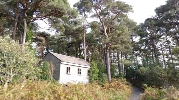 Ξύλινη Καλύβα Κάτω Από Πεύκα Της Σκωτίας Στο County Donegal — Αρχείο Βίντεο