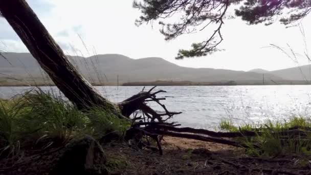 在爱尔兰Donegal县Lough Veagh的苏格兰人松树和树根 — 图库视频影像