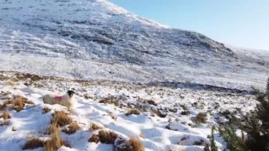 Donegal, İrlanda 'da Doochary ve Lettermacaward arasında kar altında..