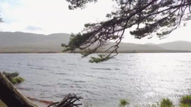 İrlanda Donegal 'deki Lough Veagh' da İskoç Çam ağaçları ve kökleri.