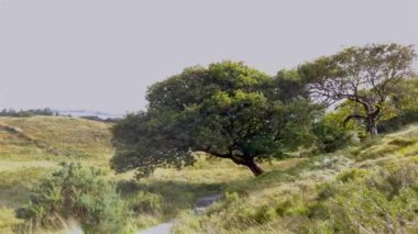 Donegal County 'de yeşil meşe ağacı - İrlanda.