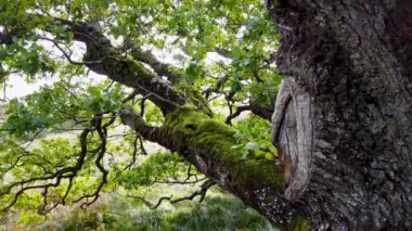 Donegal County 'de yeşil meşe ağacı - İrlanda.