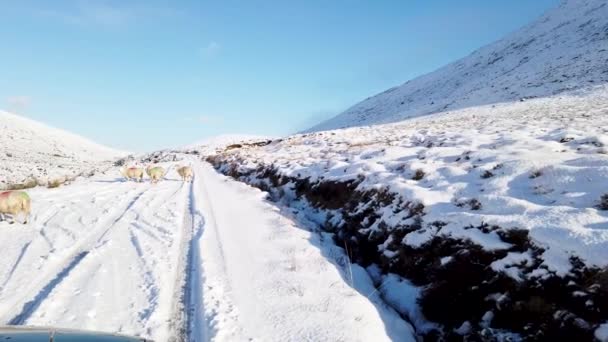 Driving Snow Covered Glenveagh National Park Shadow Mountain County Donegal — 图库视频影像