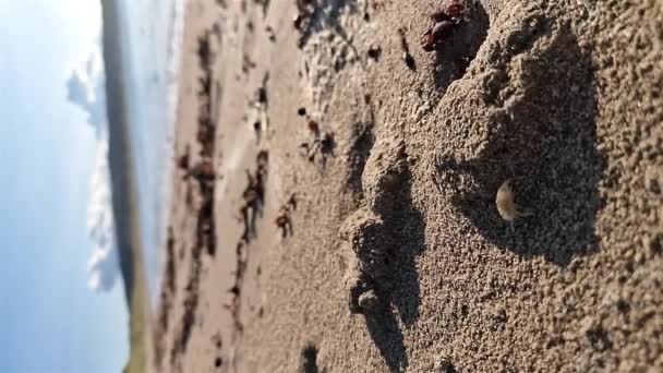 Sandhopper Desfrutando Praia Narin Portnoo Condado Donegal Irlanda — Vídeo de Stock