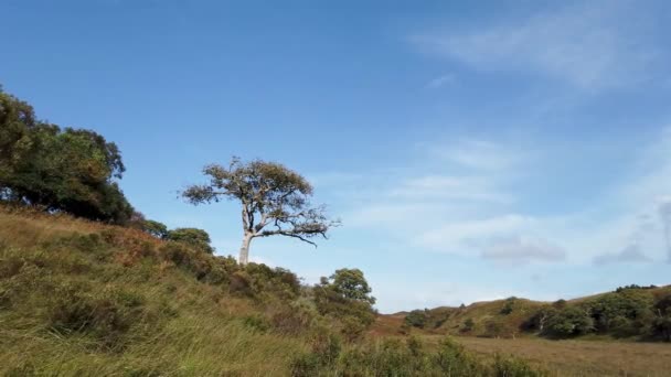 Lone Tree Glenveagh National Park County Donegal Irlanda — Vídeo de Stock