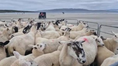 İrlanda 'nın Donegal ilçesindeki Narin standında geleneksel bir koyun ağılında toplandı..