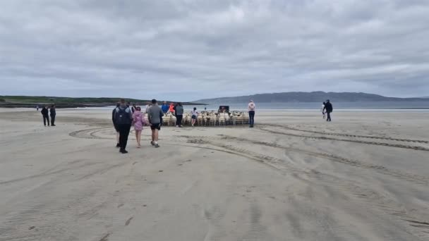 Portnoo Condado Donegal Irlanda Noviembre 2023 Ovejas Reunidas Playa — Vídeo de stock