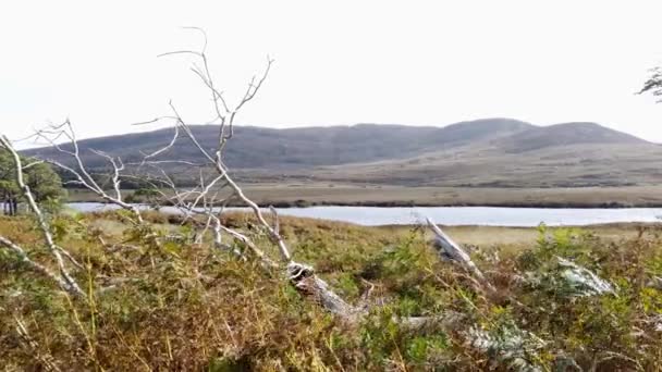 Trockene Bäume Glenveagh National Park County Donegal Irland — Stockvideo