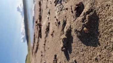 Sandhopper, Narin, Portnoo, County Donegal 'de sahilde keyif çatıyor..
