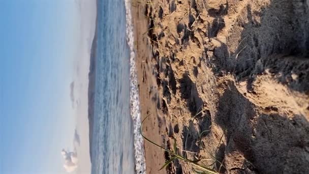 Сэндхоппер Наслаждается Пляжем Нарине Портну Графство Донегал Ирландия — стоковое видео