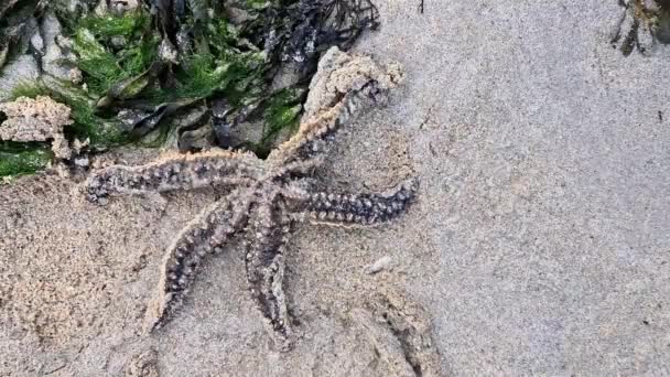 爱尔兰多纳加尔县海滩上的海星 — 图库视频影像