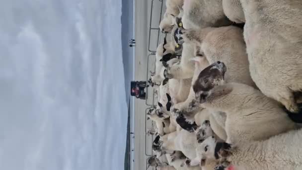 Schafe Einem Traditionellen Mobilen Schafstall Stand Von Narin Bei Portnoo — Stockvideo