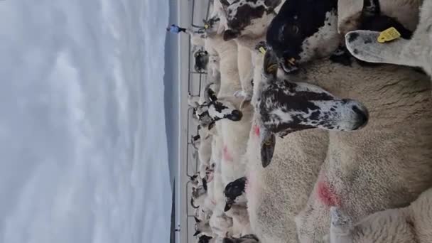 Flock Får Mobil Fårfålla Vid Narin Strand Portnoo County Donegal — Stockvideo