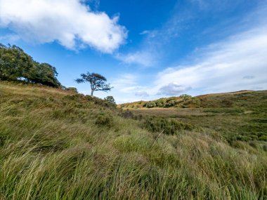 Glenveagh Ulusal Parkı 'ndaki Lone Tree County Donegal, İrlanda.