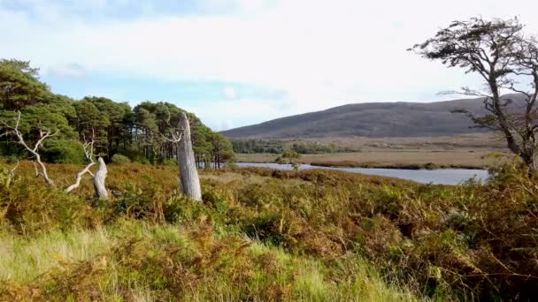 アイルランド ドニゴール州グレンヴァーグ国立公園の乾燥した木 — ストック動画