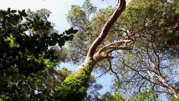 Δέντρα Στο Εθνικό Πάρκο Glenveagh Στην Κομητεία Donegal Ιρλανδία — Αρχείο Βίντεο