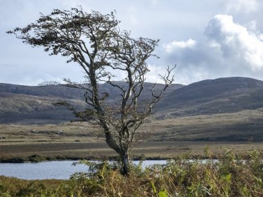 Glenveagh Ulusal Parkı 'ndaki Lone Tree County Donegal, İrlanda.