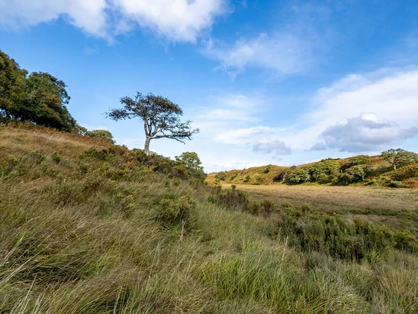 Einsamer Baum Glenveagh National Park County Donegal Irland — Stockfoto