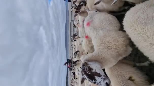 Portnoo County Donegal Irsko Září 2023 Ovce Shromažďují Narin Strand — Stock video