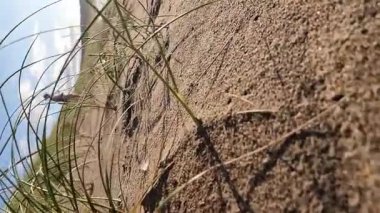 Sandhopper, Narin, Portnoo, County Donegal 'de sahilde keyif çatıyor..