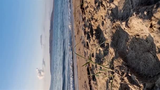 Sandhopper Genießt Den Strand Narin Portnoo County Donegal Irland — Stockvideo