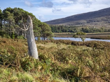 İrlanda 'nın Donegal ilçesindeki Glenveagh Ulusal Parkı' ndaki kuru ağaçlar..