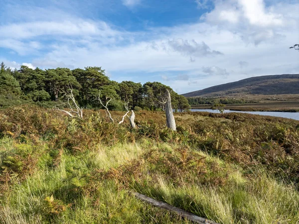 Сухие Деревья Национальном Парке Гленвей Графстве Донегал Ирландия — стоковое фото