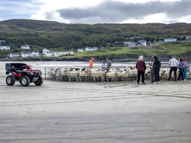 PORTNOO, İKİ DONEGAL, IRELAND - 23 Eylül 2023 Koyun Narin Strand 'da toplanıyor.