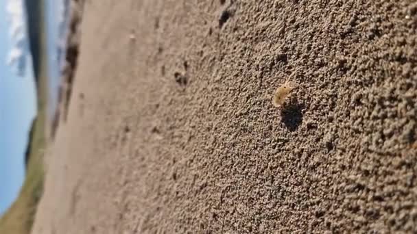 Sandhopper Godendo Spiaggia Narin Portnoo Contea Donegal Irlanda — Video Stock