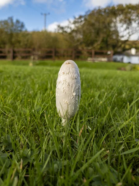 Coprinus comatus, also known as the shaggy ink cap, lawyers wig, or shaggy mane, growing on a lawn in County Donegal, Ireland.