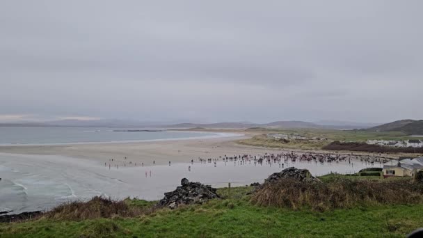 Portnoo Cpunty Donegal Irlande Janvier 2024 Baignade Nouvel Lieu 15H — Video