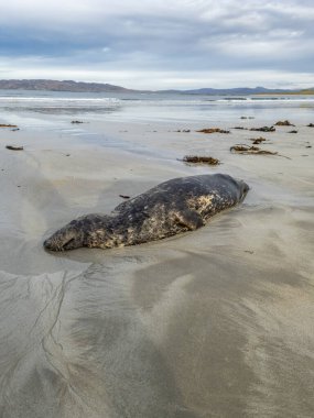 Ölü fok Portnoo 'daki Narin sahilinde yatıyor. Donegal ilçesi, İrlanda.