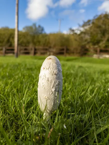 Coprinus comatus, also known as the shaggy ink cap, lawyers wig, or shaggy mane, growing on a lawn in County Donegal, Ireland.