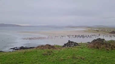 PORTNOO, CPUNTY DONEGAL, IRELAND - 1 Ocak 2024: Yeni yıl yüzüşü saat tam 3 'te Narin plajında gerçekleşti.