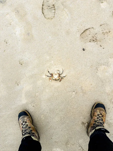 Upside Crustacean Crab Sandy Beach — Stock Photo, Image