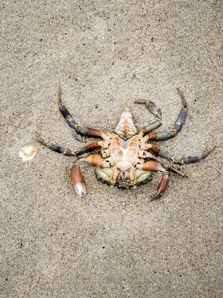Upside Crustacean Crab Sandy Beach — Stock Photo, Image