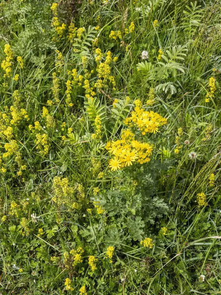 アイルランドのラグワットと呼ばれる黄色い花 — ストック写真
