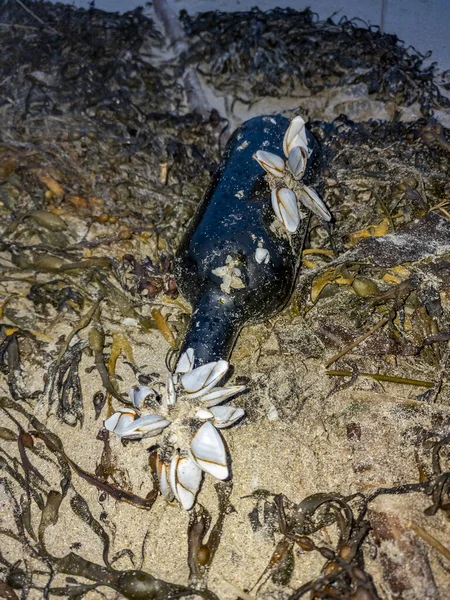Kaz Midyesi Deniz Kıyısındaki Bir Şişede Midye — Stok fotoğraf