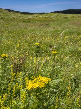 İrlanda 'da Ragwort denilen sarı çiçek..