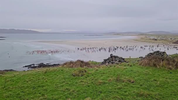 Portnoo Cpunty Donegal Irlandia Styczeń 2024 Nowy Rok Pływania Odbył — Wideo stockowe